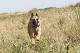 MALINOIS 347